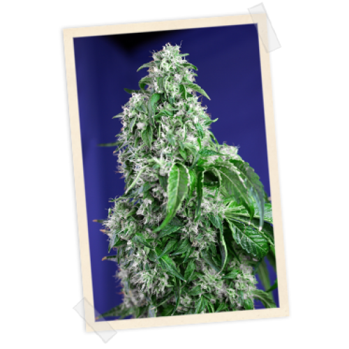Sweet Seeds Big Devil FAST Version female Seeds Sweet Seeds Big Devil FAST Version female Seeds