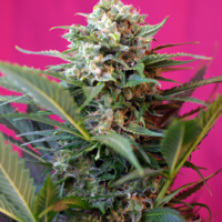 Sweet Seeds Big Devil XL Auto female Seeds  