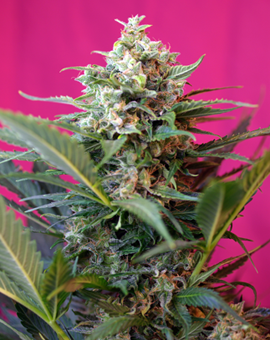 Sweet Seeds Big Devil XL Auto female Seeds Sweet Seeds Big Devil XL Auto female Seeds