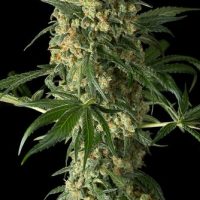 Dinafem Big Kush female Seeds  