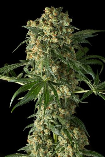 Dinafem Big Kush female Seeds Dinafem Big Kush female Seeds