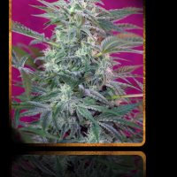 Sweet Seeds Big Foot female Seeds  