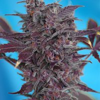 Sweet Seeds Black Cream Auto female Seeds  