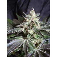 Sweet Seeds Black Jack Auto female Seeds  