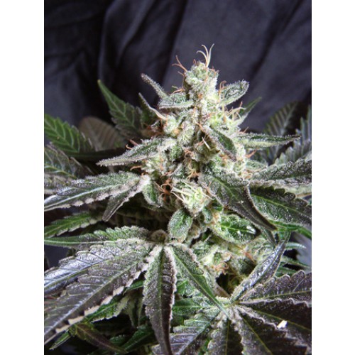 Sweet Seeds Black Jack Auto female Seeds Sweet Seeds Black Jack Auto female Seeds