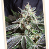 Sweet Seeds Black Jack Auto female Seeds Sweet Seeds Black Jack Auto female Seeds
