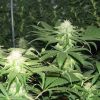 Nirvana Seeds Black Jack female Seeds Nirvana Seeds Black Jack female Seeds