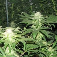 Nirvana Seeds Blackberry female Seeds  