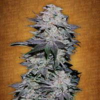 Fast Buds Blackberry female seeds  