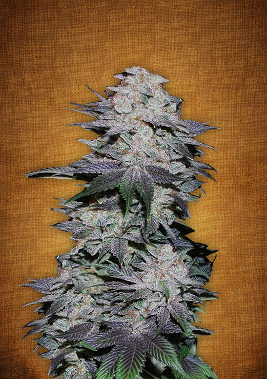 Fast Buds Blackberry female seeds Fast Buds Blackberry female seeds