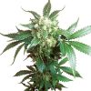 Sensi seeds Hindu Kush Auto female  