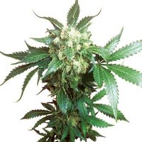 Sensi seeds Black Domina female  