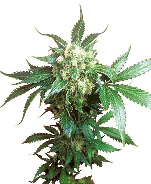 Sensi seeds Black Domina female Sensi seeds Black Domina female