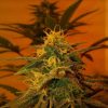 Nirvana Seeds Blackberry female Seeds  