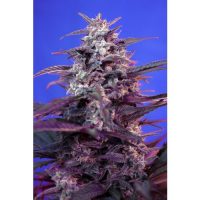 Sweet Seeds Bloody Skunk AUTO female Seeds  