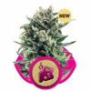 Royal Queen Seeds Blue Mistic female Seeds  