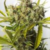 Dinafem Blue Cheese female Seeds Dinafem Blue Cheese female Seeds