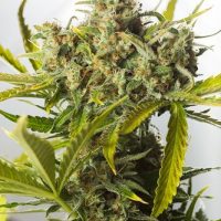 Dinafem Blue Critical Auto female Seeds  