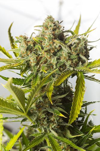 Dinafem Blue Critical Auto female Seeds Dinafem Blue Critical Auto female Seeds