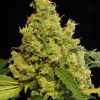 Dinafem Blue Kush Autoflowering female Seeds  