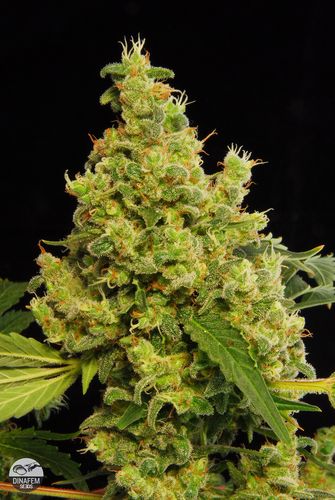 Dinafem Blue Hash female Seeds Dinafem Blue Hash female Seeds