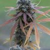 Dinafem Blue Hash female Seeds Dinafem Blue Hash female Seeds