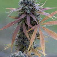 Dinafem Blue Kush Autoflowering female Seeds  