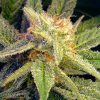Nirvana Seeds Bubblelicious female Seeds  