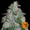 Barney's Farm Blue Mammoth Auto female Seeds Barney's Farm Blue Mammoth Auto female Seeds
