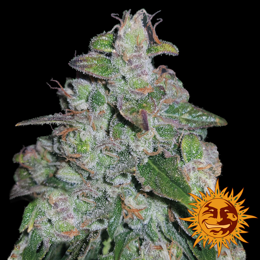 Barney's Farm Blueberry OG female seeds Barney's Farm Blueberry OG female seeds