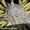 Discount Female Seeds Auto White Widow female seeds Discount Female Seeds Auto White Widow female seeds
