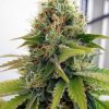 Seedsman California Orange female Seeds  