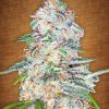 Fast Buds Rhino Ryder female seeds Fast Buds Rhino Ryder female seeds
