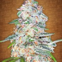 Fast Buds Blue Dream'matic  