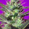 Sweet Seeds Caramel Cream Auto female Seeds  