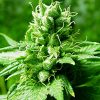 World of Seeds Amnesia female Seeds World of Seeds Amnesia female Seeds