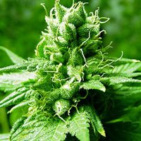 World of Seeds Brazil Amazonia female Seeds  