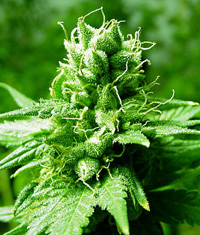 World of Seeds Brazil Amazonia female Seeds World of Seeds Brazil Amazonia female Seeds