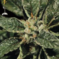 Dinafem Bubba Kush female Seeds  