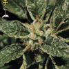 Greenhouse Seed Co. Black and White Mix-5Seeds Greenhouse Seed Co. Black and White Mix-5Seeds
