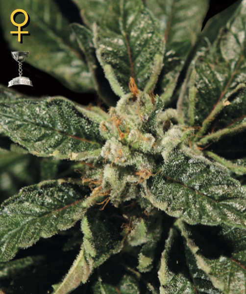 Greenhouse Seed Co. Bubba Kush female Seeds Greenhouse Seed Co. Bubba Kush female Seeds