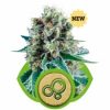 Royal Queen Seeds Blue Mistic female Seeds  