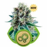 Royal Queen Seeds Bubble Kush AUTO female Seeds  