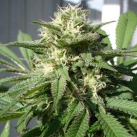 blackskull BUBBLE BUD FEMALE  
