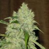 Serious Seeds Biddy Early female seeds Serious Seeds Biddy Early female seeds