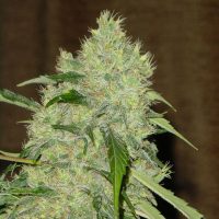Serious Seeds Bubblegum female seeds  
