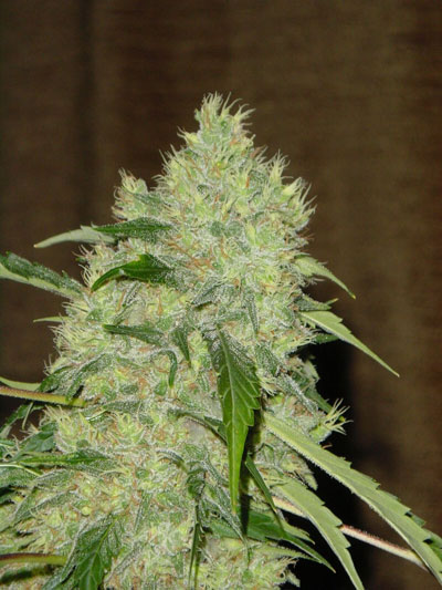 Serious Seeds Bubblegum female seeds Serious Seeds Bubblegum female seeds