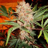 Nirvana Seeds Bubblelicious female Seeds  