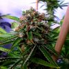 Soma Seeds Amnesia Haze female Seeds Soma Seeds Amnesia Haze female Seeds
