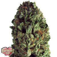 Heavyweight Seeds Budzilla female Seeds  